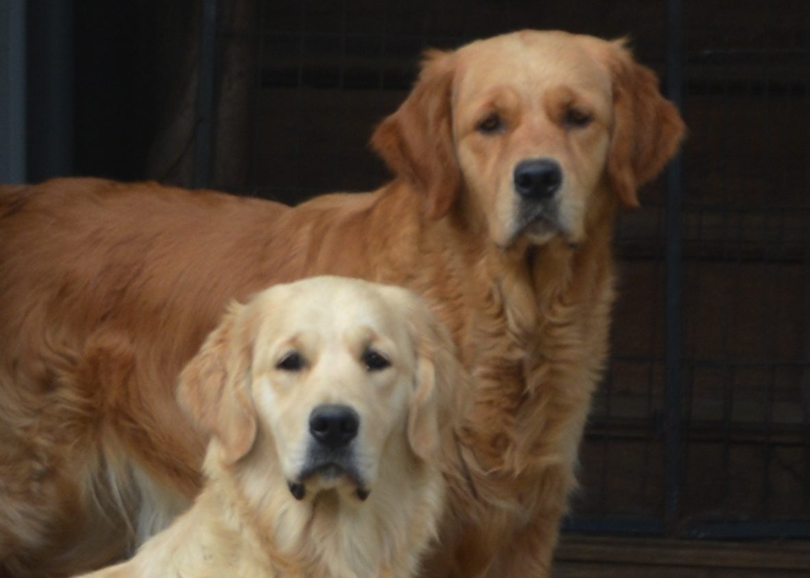 Sydney et Kurby Golden Retriever