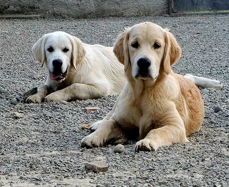 golden retriever