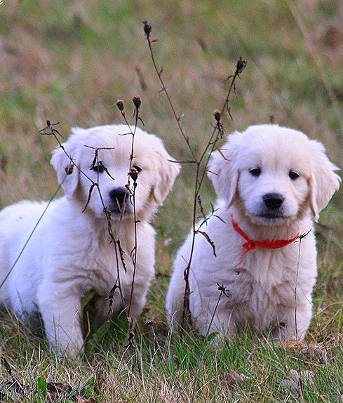 Chiots gloden retriever